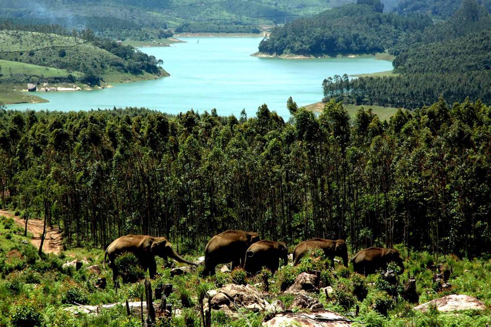 Anayirangal or Elephant Lake
